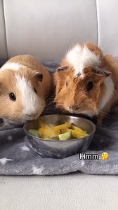 They were so confused 🤣🥰 #pranks #prank #clingfilm #clingfilmprank #guinea | Estella K. Power