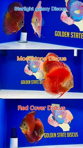 Showing off a few more beauties from our latest shipment! Check out the site for the full lineup. Check them out on our site at goldenstatediscus.com #discusfish #newshipment #goldenstatediscus #aquariumhobby #tropicalfish | Golden State Discus