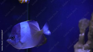 A tropical clown fish swims in a green anemone. Nemo and the anemone. Underwater footage of non-wild fish on a coral reef.