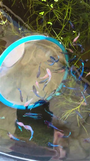 🔥Rare Blue Betta Harvest 😍 So Beautiful! #fish #aquarium #shorts