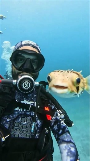 Why puffer Fish Can Swim