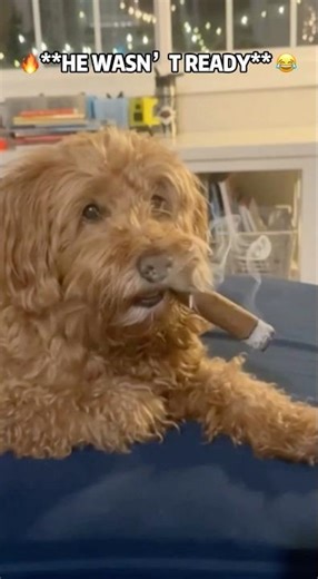 🔥The FUNNIEST Dog Cigar Trick EVER! #fyp #viral #animals