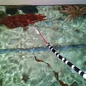 1.5K views · 37 reactions | This is our Australian Giant Cuttlefish feeding. They have ten tentacles in total, and two of these tentacles are specialised feeding tentacles. These are longer and have a pad on the end that's covered in suckers which grabs onto the prey and pulls it towards the Cuttlefish! #sealifemelb #sealifefacts #cuttlefish | SEA LIFE Melbourne Aquarium | Facebook