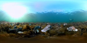 4.4K views · 111 reactions | Didn't make it to Cuttlefest this year? We've got your back. Check out this 360 footage of giant Australian cuttlefish in Upper Spencer Gulf Marine Park near Whyalla. Footage: Carl Charter via: https://vimeo.com/ondemand/marinelife360 #SAMarineParks #MarineParksMonday | National Parks and Wildlife Service South Australia | Facebook