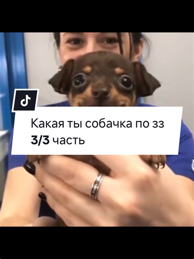 Discover Your Zodiac Dog Breed: Part 3