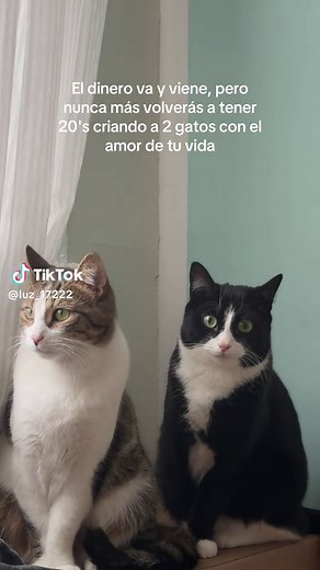 Criando 2 gatos con amor y sabiduría