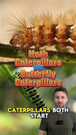 How to Tell Moth and Butterfly Caterpillars Apart!
