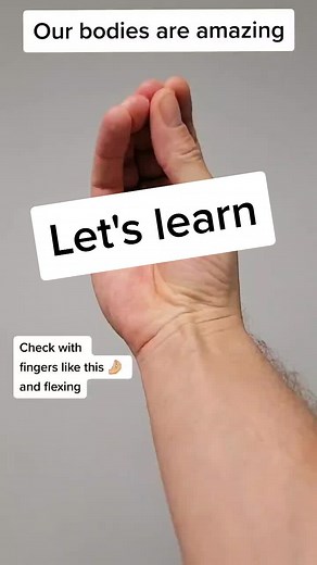 Palmaris Longus Muscle: Anatomy Explained