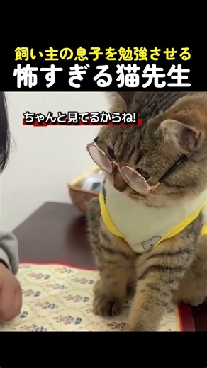 飼い主の息子を勉強させる怖すぎる猫先生