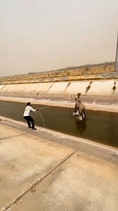 696K views · 7.2K reactions | The story of a weak camel. #thebest #story #weak #camel #fbreels #followersreels #unbelievable #Amazing #followers #highlights #animals #Respect | Sheikh Jalal | Facebook