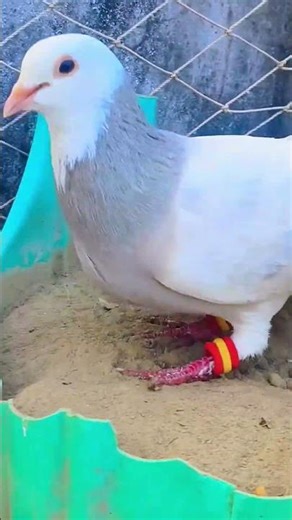 #kabutarvlog1 #viral #trending #short