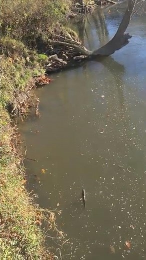 Rocky River, Ohio Steelhead Fishing.