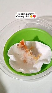 Feeding a tiny Canary bird 🐥♥️ #dinothecanarybird #reelsviralシ #reelsvideoシ #reelsfbシ #viralvideoシ #reelsfypシ #fypシ #cutepets #birdwatching #fypシ゚ #birdlife #birdlover #birds #eggs #nest #petlovers #pets #animallover #zebrafinch #canarybird #pajaros #pet #pajaritos Elma Basaysay Mairon Mabilangan | Emily Mabilangan