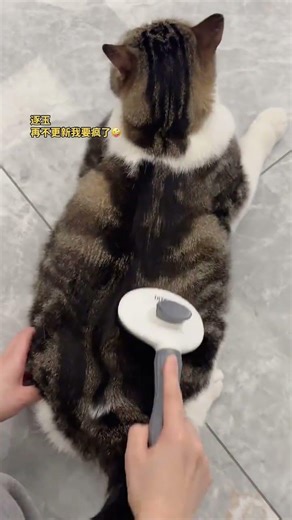 Zhu Yu Gua Sha Challenge: Watch Zhu Yu Turn into a Kitten