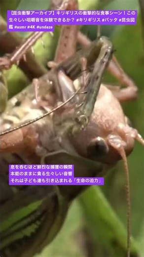 【昆虫衝撃アーカイブ】キリギリスの衝撃的な食事シーン！この生々しい咀嚼音を体験できるか？ #キリギリス #バッタ #昆虫図鑑 #asmr #4K #undaze #insects #クワガタ #昆虫