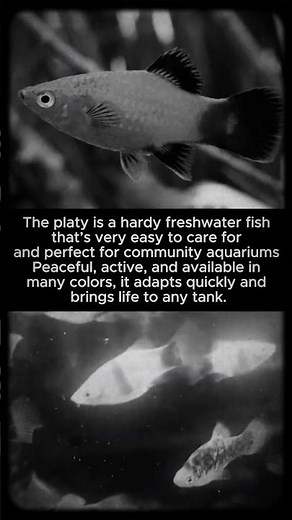 Platy Fish: Easy Beginner Aquarium Fish 🐠✨ Care, Colors & Tank Setup
