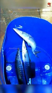 Catching Barracuda Using Squid as Bait! 🦑🔥 #fishing #fishingvideo #fishingtime