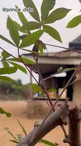 He missed an opportunity to win 500k coz of greed (prank gone wrong) | Prince Dstn