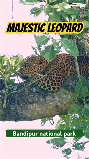 Leopard on a Tree 🐆 | Rare Leopard Sighting in Bandipur | Wildlife Documentary Short | 4K UHD