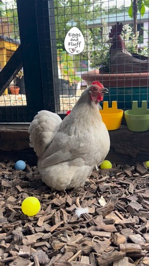 Why chickens sing the “egg song” 🥚 If you’ve ever heard a hen suddenly announce herself with loud, repetitive clucks after laying, you’ve witnessed the famous egg song. This vocalisation is a completely normal behaviour and serves several purposes rooted in both biology and flock dynamics. First, the egg song acts as a communication signal. In the wild, hens often lay eggs in hidden nests, and calling afterwards may help alert the flock that they are safe and rejoining the group. Chickens are h