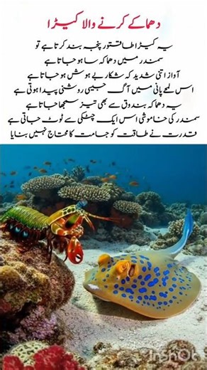 The Sea’s Living Explosion | The Creature That Fires Sound#naturefacts #nature #wildlife #viral