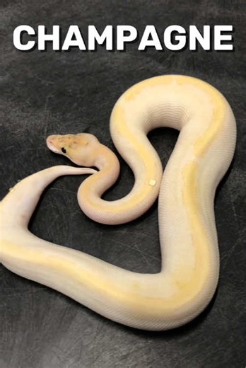 A White Champagne #snake #ballpythonbreeder #snakevideos #reptile #python