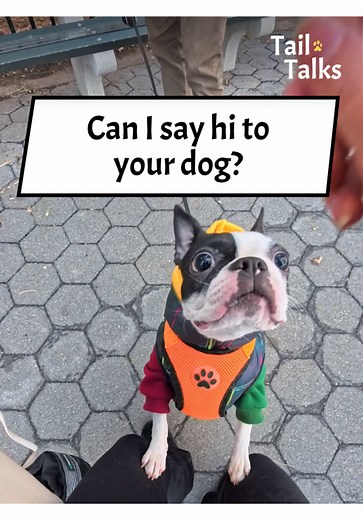 Meeting a Stylish Boston Terrier on the Street