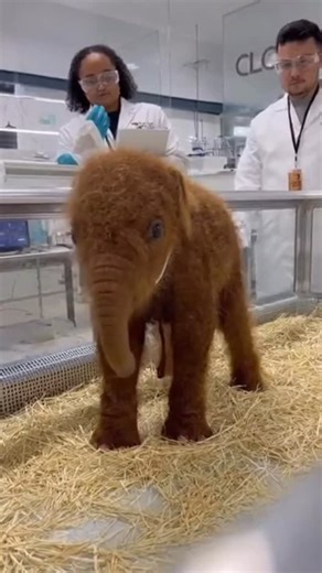 Ai Slop Rot on Instagram: "🐘✨ Cloning a Woolly Mammoth: A Historic First! #cloning #woollymammoth #science #innovation #genetics #wildlife #extinction #soraai #aivideo #biotechnology #future #research #amazing #nature #exploration"