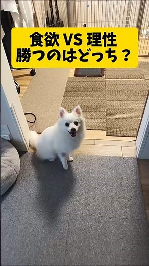 食欲と戦う日本スピッツ #日本スピッツ #癒し #犬のいる生活