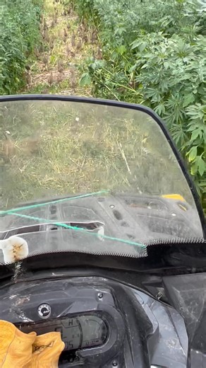 Just released a group of 8-week-old birds into the flight pen. The weeds might look messy, but they serve a purpose — giving the birds natural cover from storms, heat, and anything else Mother Nature throws at them. They’re loving the space. | Pete’s Pheasant Farm