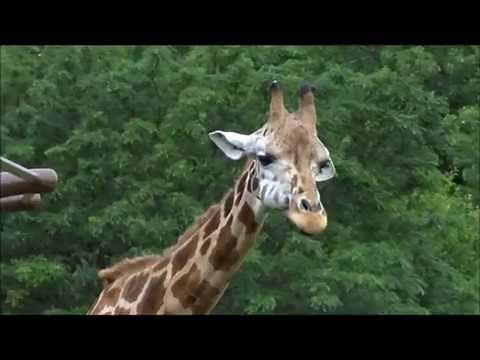 Giraffe Chewing Cud