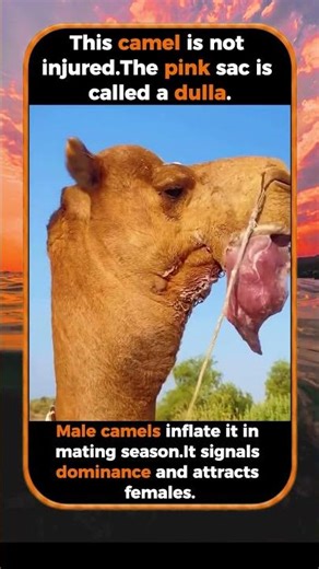 The Strange Balloon In A Camel’s Mouth Explained