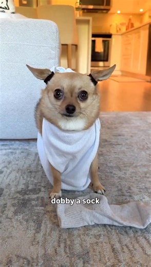Dobby is Free 🧦