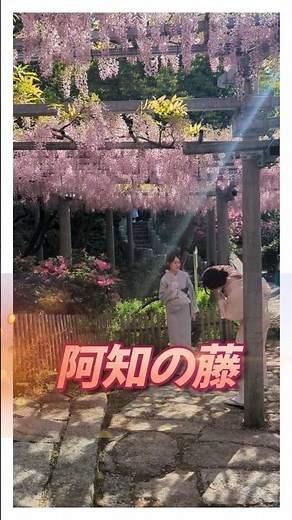 倉敷 阿知の藤 圧巻の美しさ 咲き誇る500年の樹齢の藤 #japan #倉敷 #美観地区