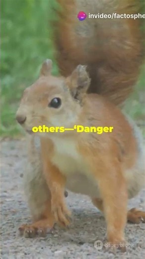 The Insane Way Squirrels Trick Their Rivals #Squirrels #MindBlown #DidYouKnow