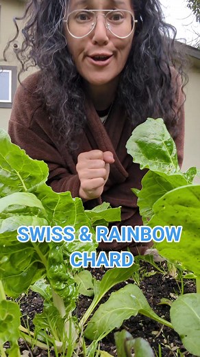 Chard is SO GOOD FOR YOU!!! check out my quick sauteed Chard recipe: 1 tbsp olive oil 2 garlic cloves minced swiss chard sea salt to taste pepper to taste 2 Tablespoons lemon juice remove ribs & stems, then slice thinly. chop leaves into bit sized pieces. saute ribs & stems in olive oil until slightly tender, add garlic. cook until fragrant. add chopped leaves. saute until tender, sprinkle with lemon juice. voila’ #backyardgarden #growwhatyoueat #zone9b #gardeningtiktok #growingfood #gardening #