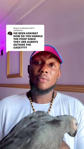 Replying to @Martin 047 hope this helps bro. Parrots poop around but they can be potty trained. #playwills