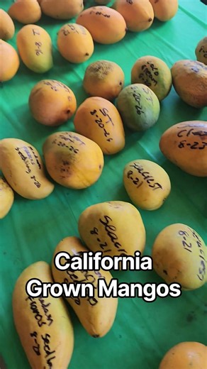 California Grown #mango #mangoes #fruit