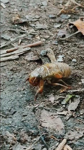 This Strange Insect Lives Underground 😳 | Mole Cricket Close-Up