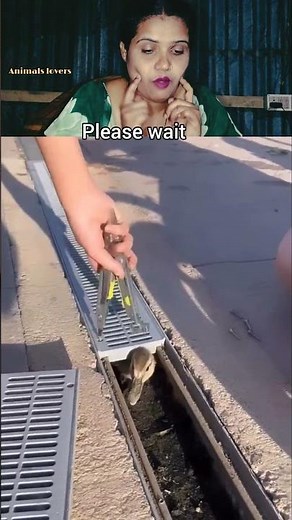 She Saved a Trapped Baby Duck 🥺❤️ | Humanity Still Exists 🦆 #shorts