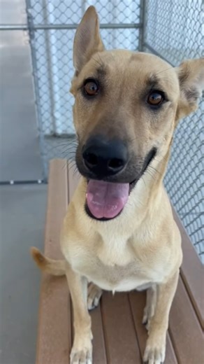 5.4K views · 278 reactions | Bailey may be stuck in the concrete play...