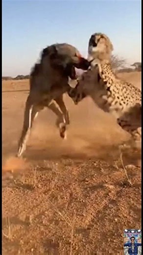 Savanna Standoff – Cheetah vs Wolf Real Time Clash