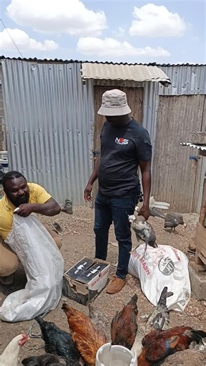 Fetching new breeds of guineafowl from a fellow farmer. | Jakarachuonyo Omoth Mbani