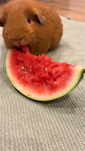 Luna enjoying her watermelon this evening 🍉 #guineapigsoftiktok #guineapigrescue #guineapigfood #feedingtime #guineapigs | Guinea pig Lover