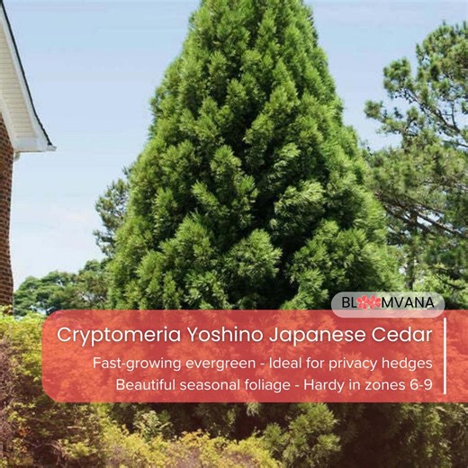 Cryptomeria Yoshino Japanese Cedar, Evergreen Tree (qt Pot) - Etsy
