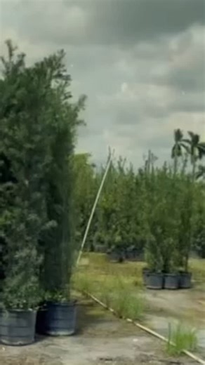 Get your Privacy Hedges now! Podocarpus overgrown 6-7’ft only $26.00 at kendallnursery.com ☎️786.380.2414 | Kendall Nursery & Landscaping