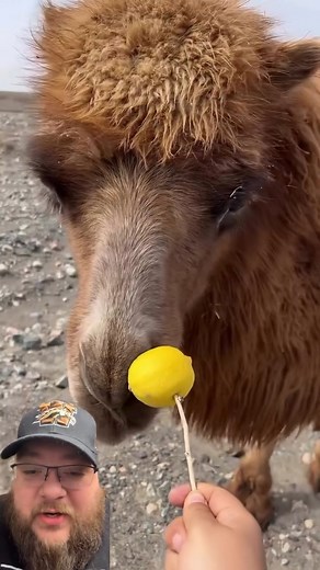 3.8M views · 31K reactions | Feeding Lemons to Camels | Brandon J McDermott | Facebook
