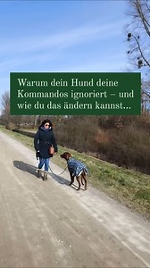 „Sitz!“ … nichts. „Sitz??“ … immer noch nichts. „SITZ!!!“ … dein Hund schaut weg, schnüffelt oder springt vielleicht sogar an dir hoch. Kennst du das? Frustrierend, oder? Zu Hause klappt’s doch. Warum also nicht draußen? Die Wahrheit ist: Dein Hund ignoriert dich nicht – er KANN in diesem Moment nicht reagieren. Die Umwelt ist zu spannend, der Stresspegel zu hoch, sein Kopf zu voll. Dein Hund ist nicht stur, er ist überfordert. Statt dein Signal zehnmal zu wiederholen, frag dich: Was braucht dei