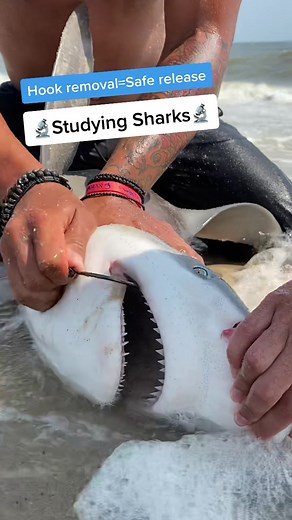 🔬Shark Research🔬 #fish #fishing #paradise #beach #CloseYourRings #research #longisland #newyork #fun #viral #outdoors #sand #florida #study #teeth