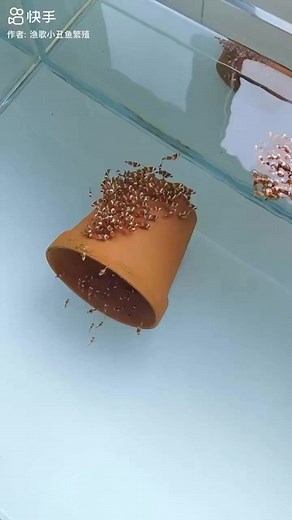 2.3M views · 12K reactions | 李嵐 Baby Nemos 嵐李 #aquarium #fishing #aquascapeindonesia #fishtanks #aquariumhobbyist #aquascaping #reef #freshwateraquarium #akvaryumbaliklari #aquariums #aquariumfish #tropicalfish #aquariumlife #plantedaquariums #kesfetteyiz #photographie #freshwater #reeftank #bigfish #fishkeeping #cichlid #natureaquarium #bettafishtank #arowana #bettamalaysia #aquascaper #betta #bettaindonesia #koi #kesfetteyiz | AKVARYUM Bilgi Paylasim | Facebook